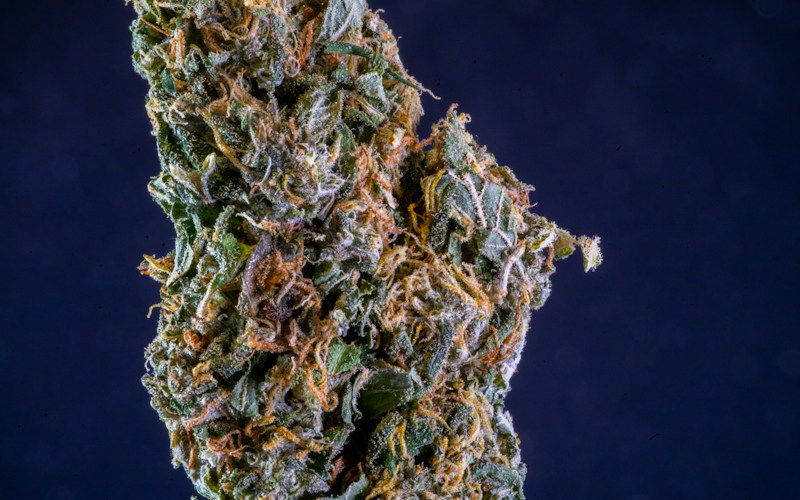 Macro photograph of a cannabis flower sample against a dark blue background, showing the plant material a laboratory must sample and prepare before analysis.
