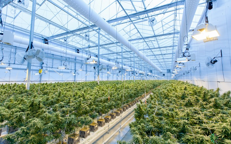 Designing a Cannabis Potency Testing Calibration and QC Strategy