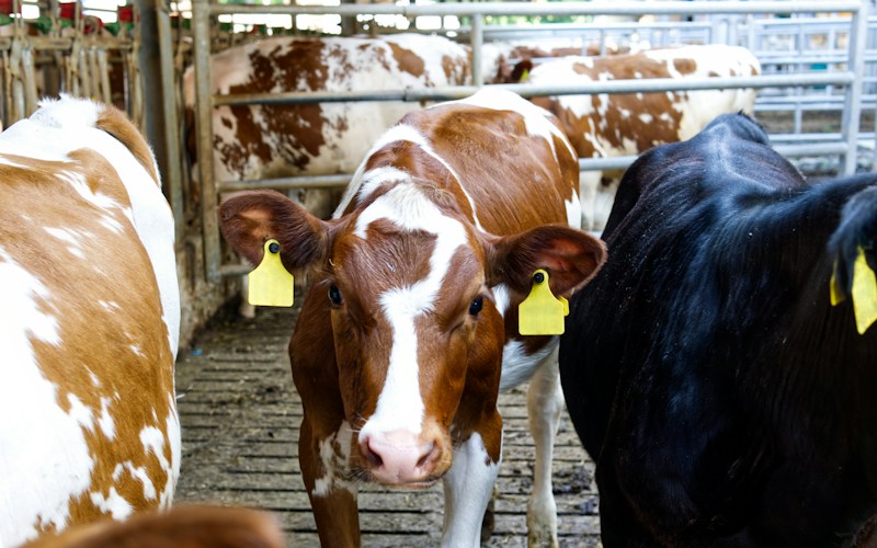 What Is Agricultural and Animal Health Testing?