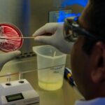A CDC laboratory scientist streaks a bacterial culture plate during foodborne-disease testing.